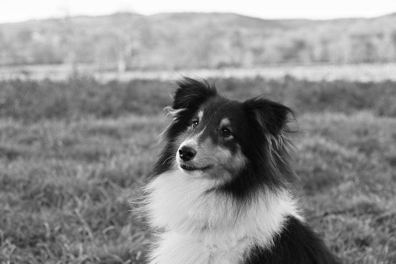 The Unique Traits of the Polish Lowland Sheepdog